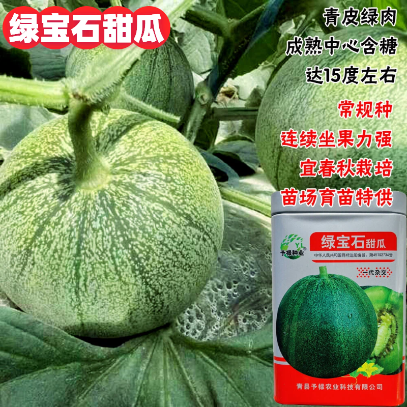 绿宝石甜瓜种子青皮绿肉脆甜多汁连续座果力强春秋栽培适应性广泛