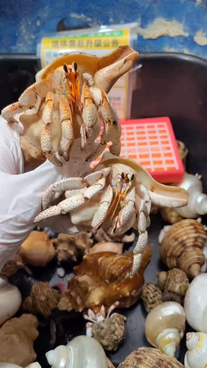 .**.蜗居异宠2只马岛