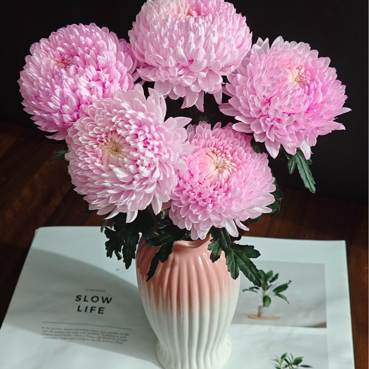 【一品花集】【水蜜桃】牡丹菊 云南昆明基地直发家用鲜花