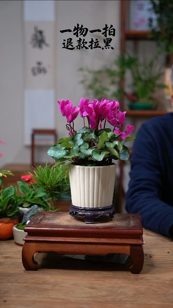 完全开放?*苏106仙客来