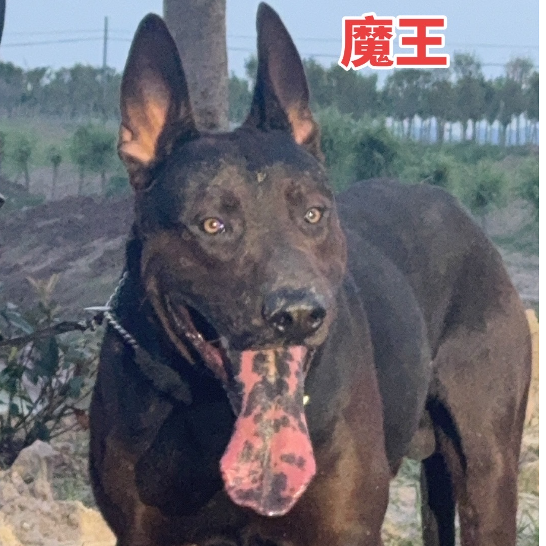 莱州红犬幼犬狗狗活体