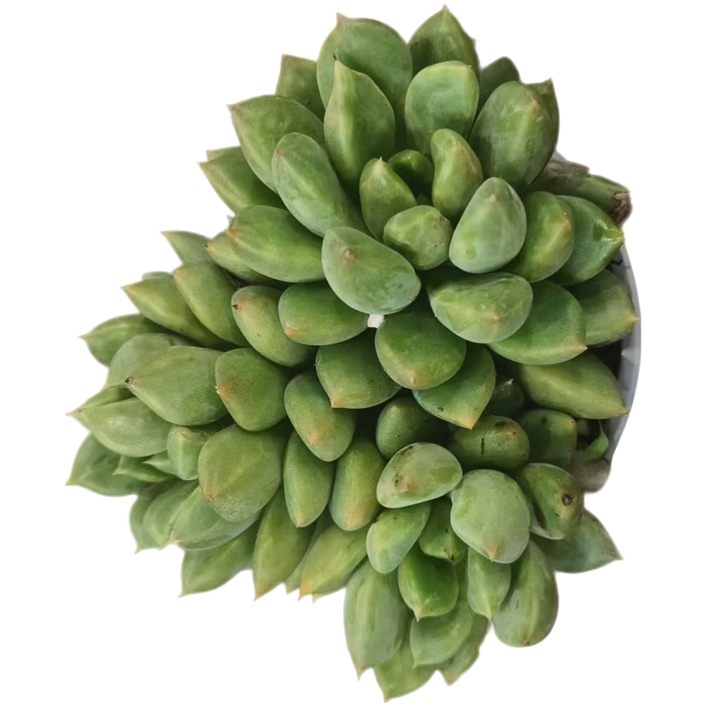 佳丽园艺  红象牙 粉丝多肉植物
