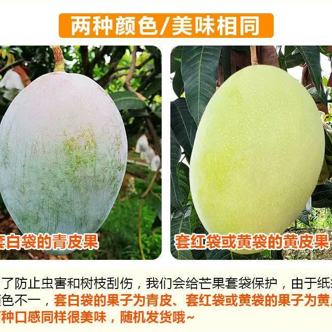 （青皮黄皮混发）精选云南凯特芒果水果新鲜当季（非攀枝花) 芒果