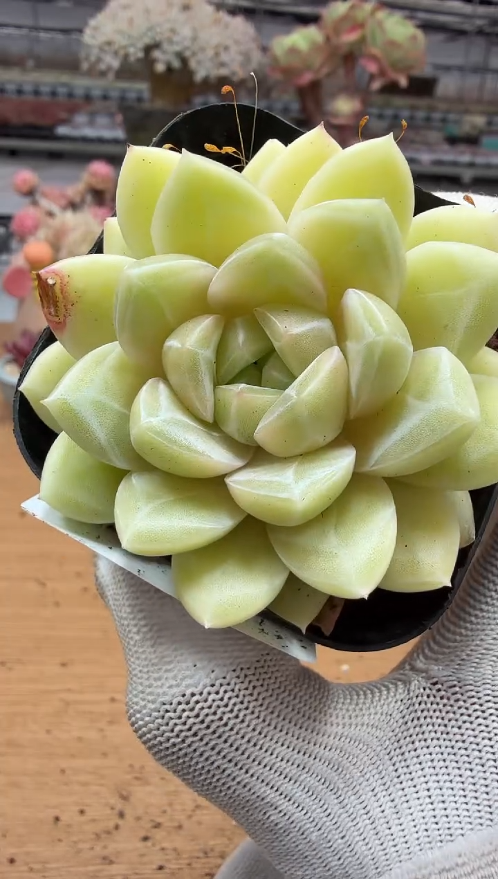 东云多肉园二店-289