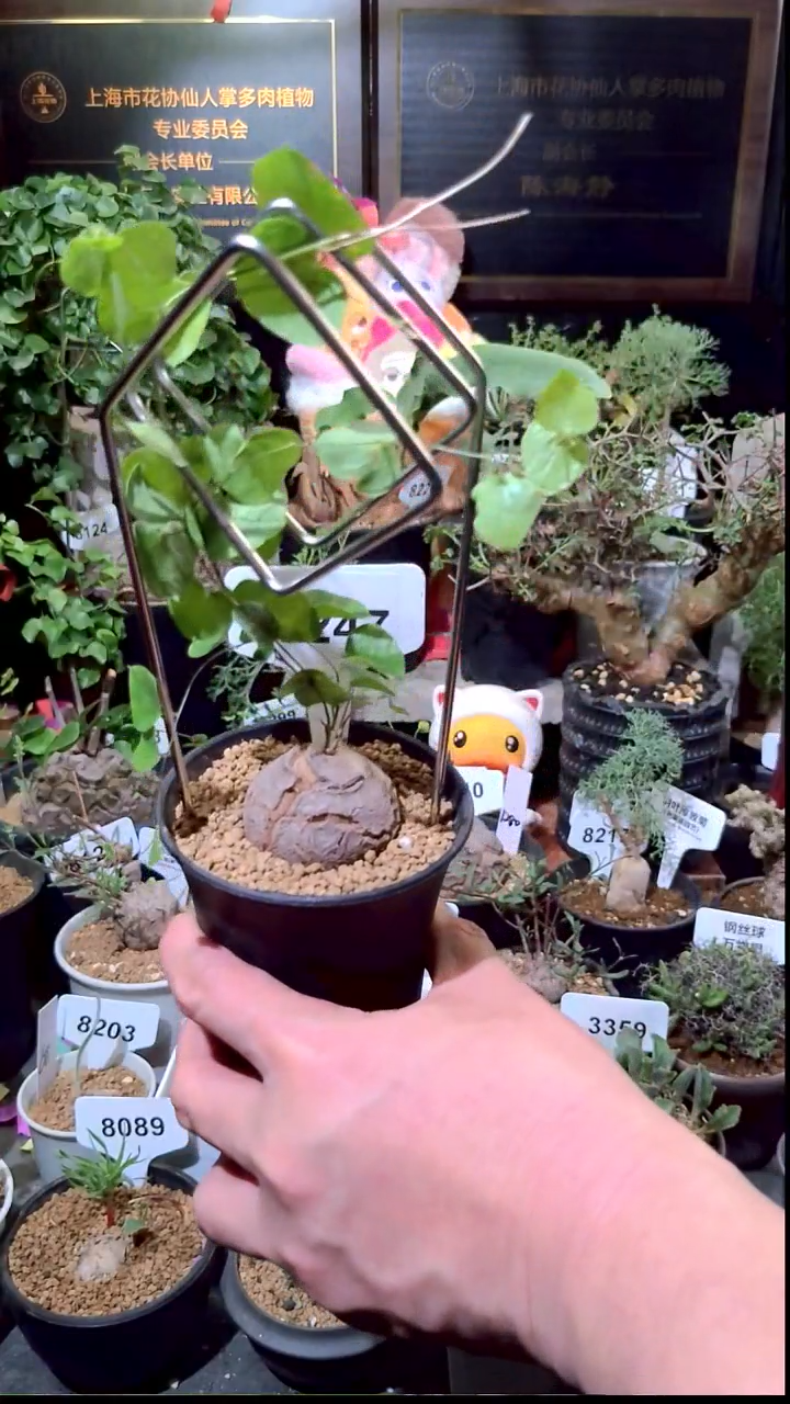 8247号0104精品植物南非龟甲龙单颗