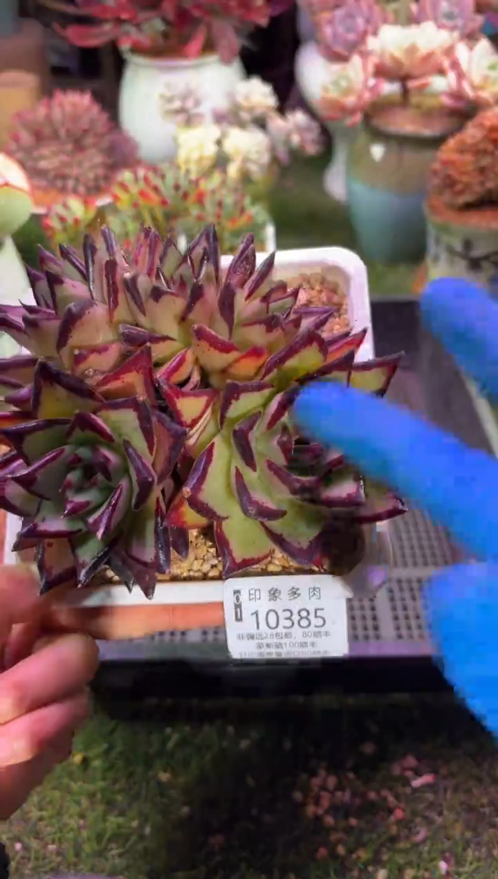 【闪购商品】10385