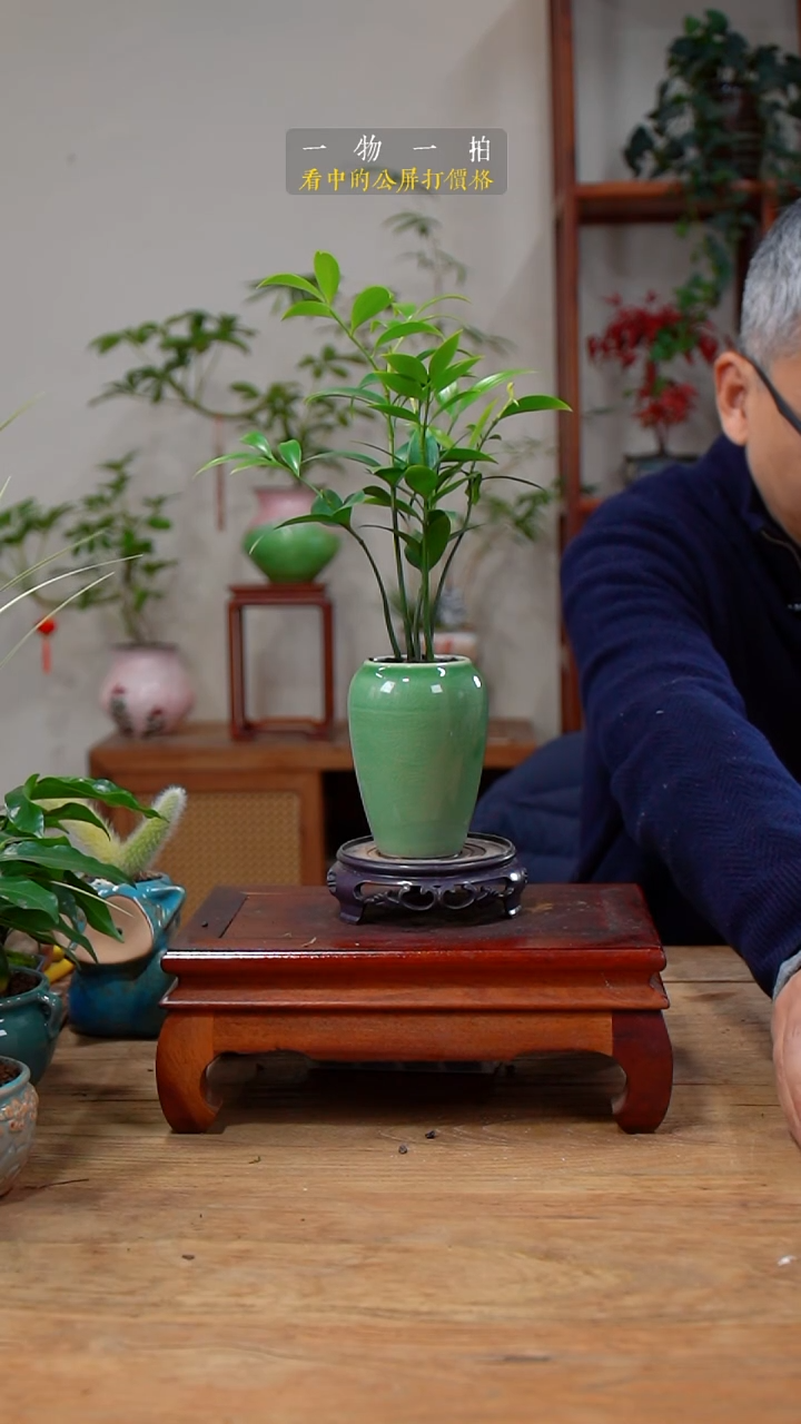 完全开放用****9竹柏157