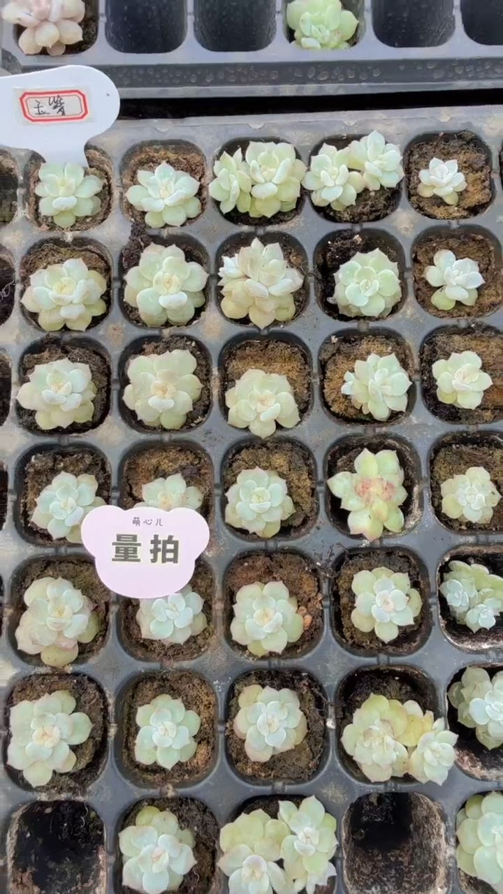 玉簪单双混发多肉植物量拍 9块9包邮