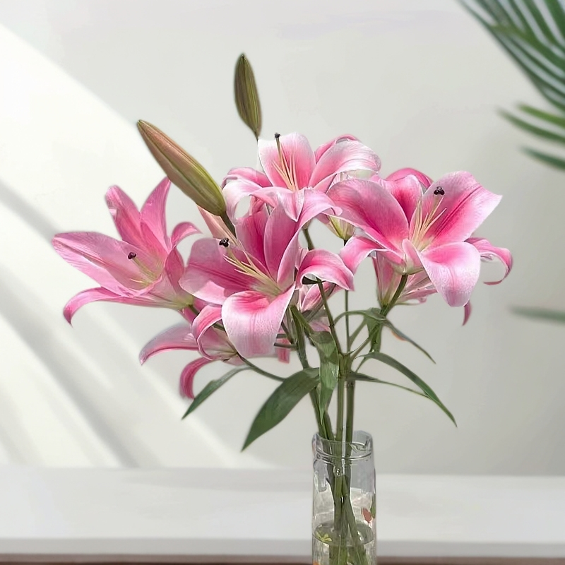 云南基地直发普拉芬多百合 满2单升级包邮 发货后不支持退款