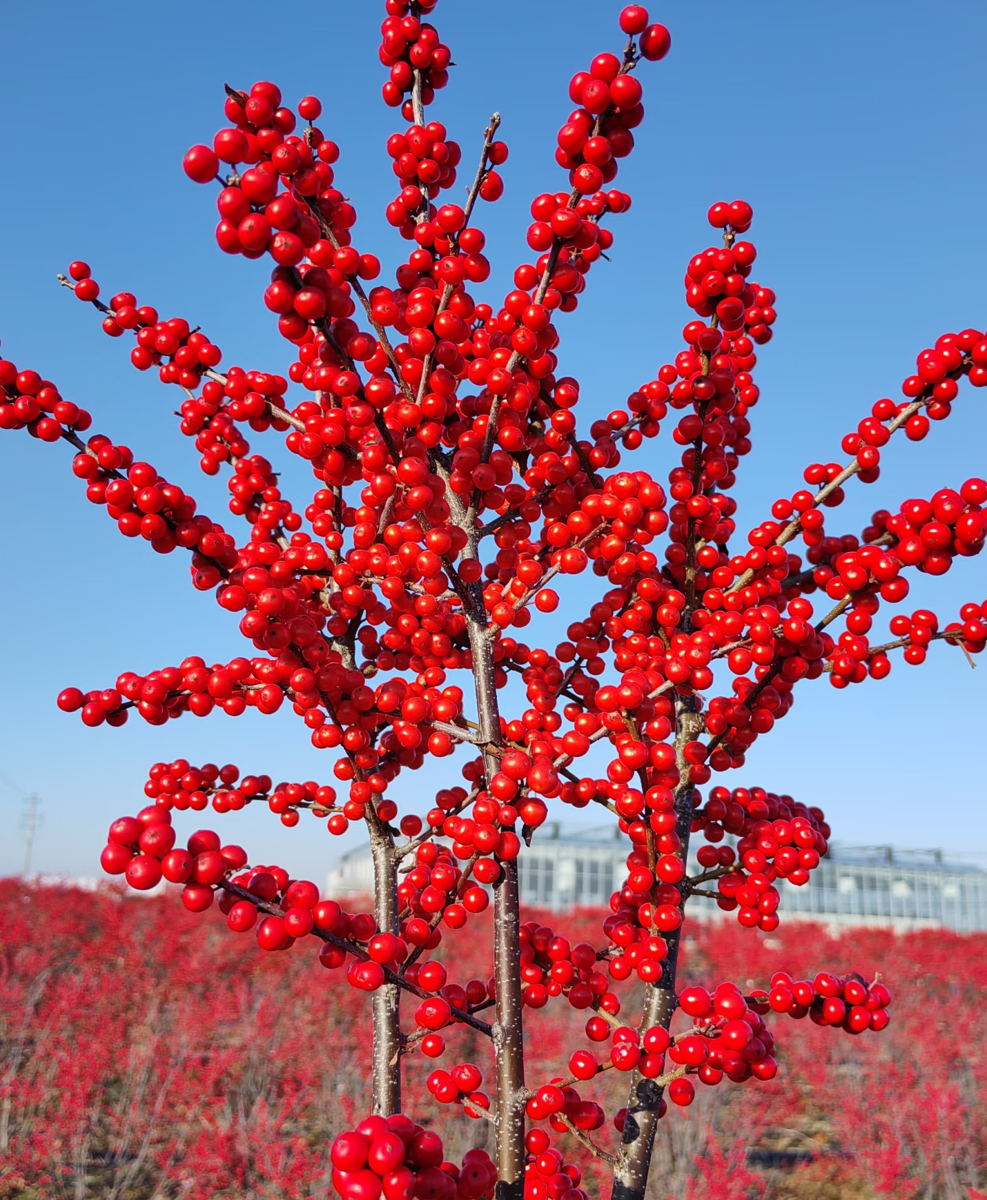 【基地直发顺丰包邮】A级北美冬青60-70cm云南鲜花昆明基地现采现发
