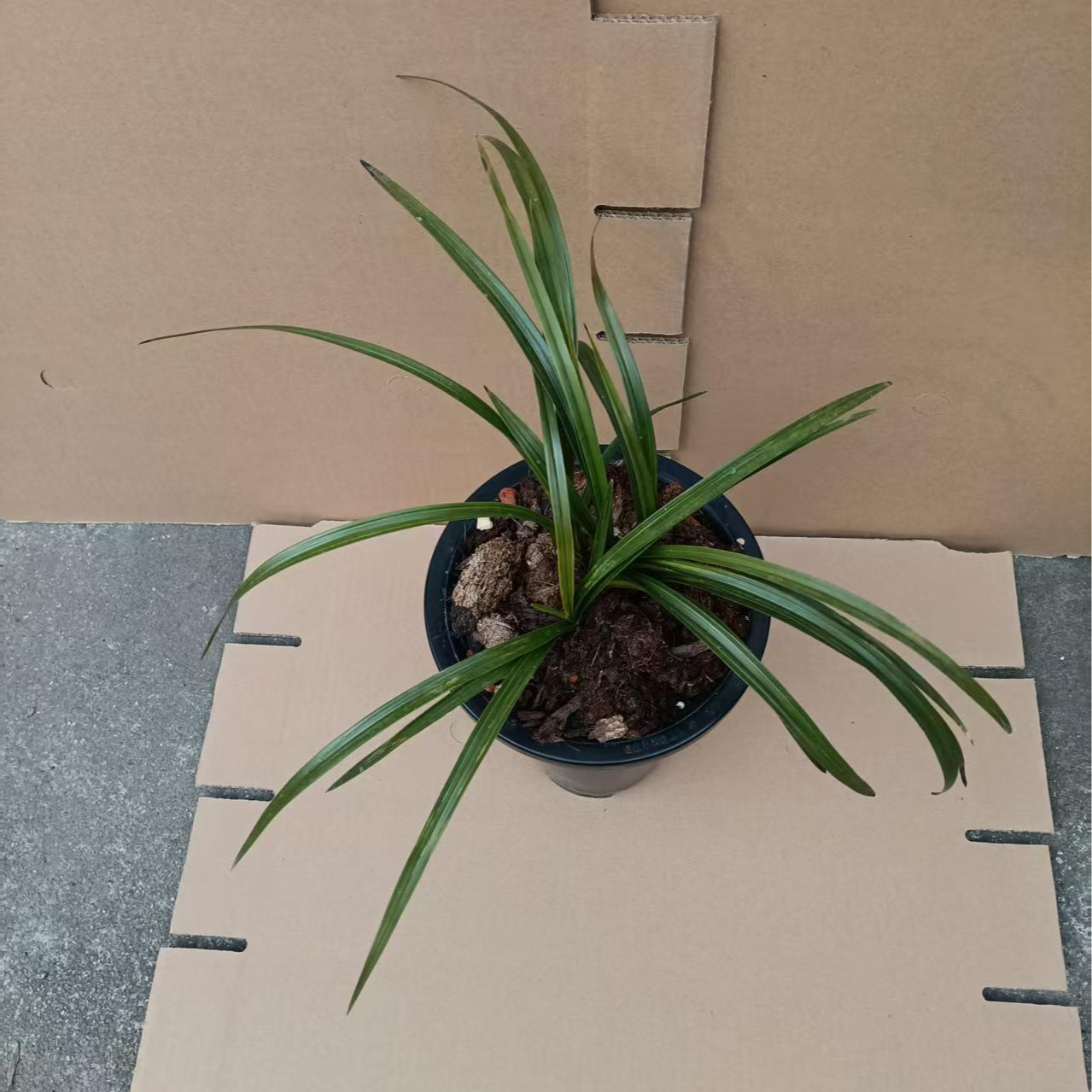 无品牌春兰惠兰盆栽盆景兰花蕙兰花卉兰花草兰草慧兰兰花盆栽室内