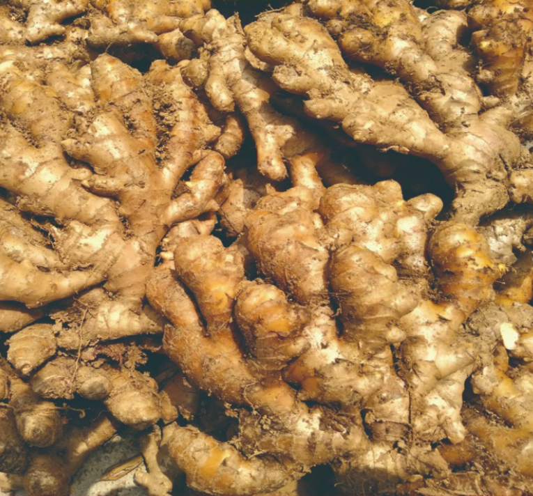 小黄姜窖藏湘西高山大山种植辛辣鲜香农家炒菜煲汤泡脚月子养生