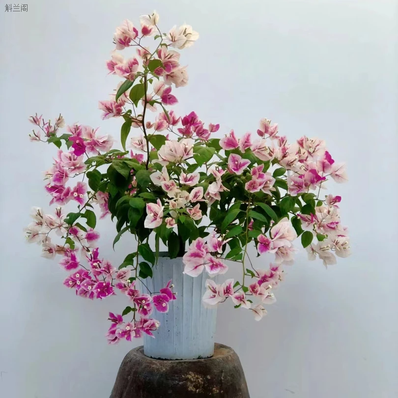 【漳红樱】花蝴蝶·阳台耐寒开花植物四季三角梅花带土大棵带叶