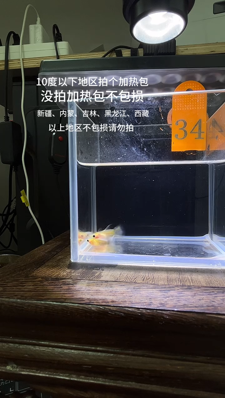 孔雀鱼黄肉蓝礼服玻璃猫短C34