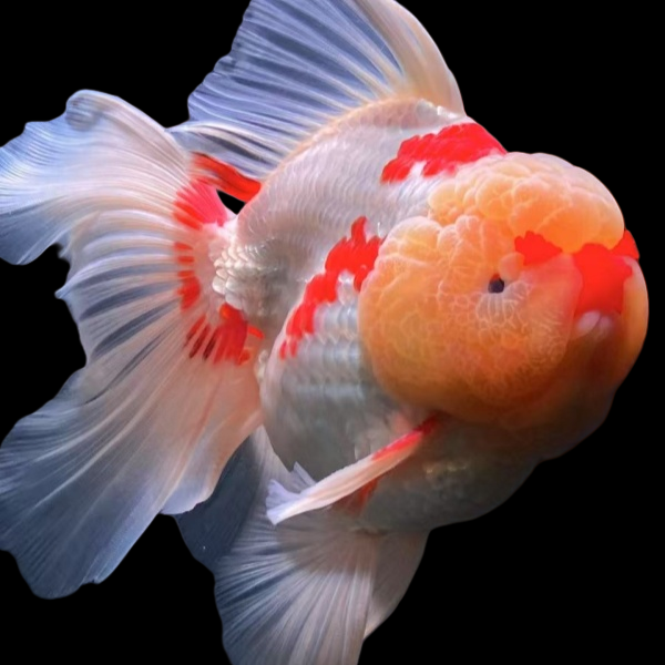 金鱼观赏鱼泰狮元宝玛丽冷水鱼  直播专用链接(直播间马印灯效果）