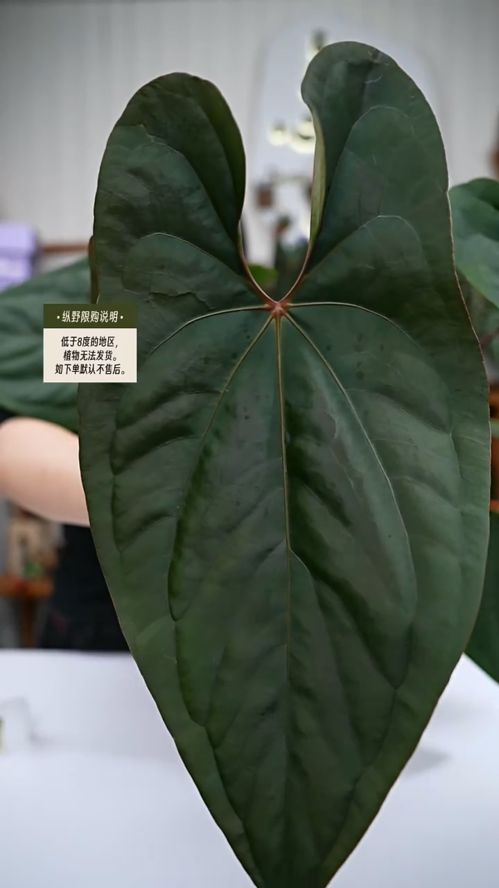 完全开放Y73小羊皮杂黑凤凰