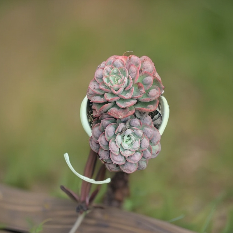 精品老桩雨滴多肉植物脱土发货