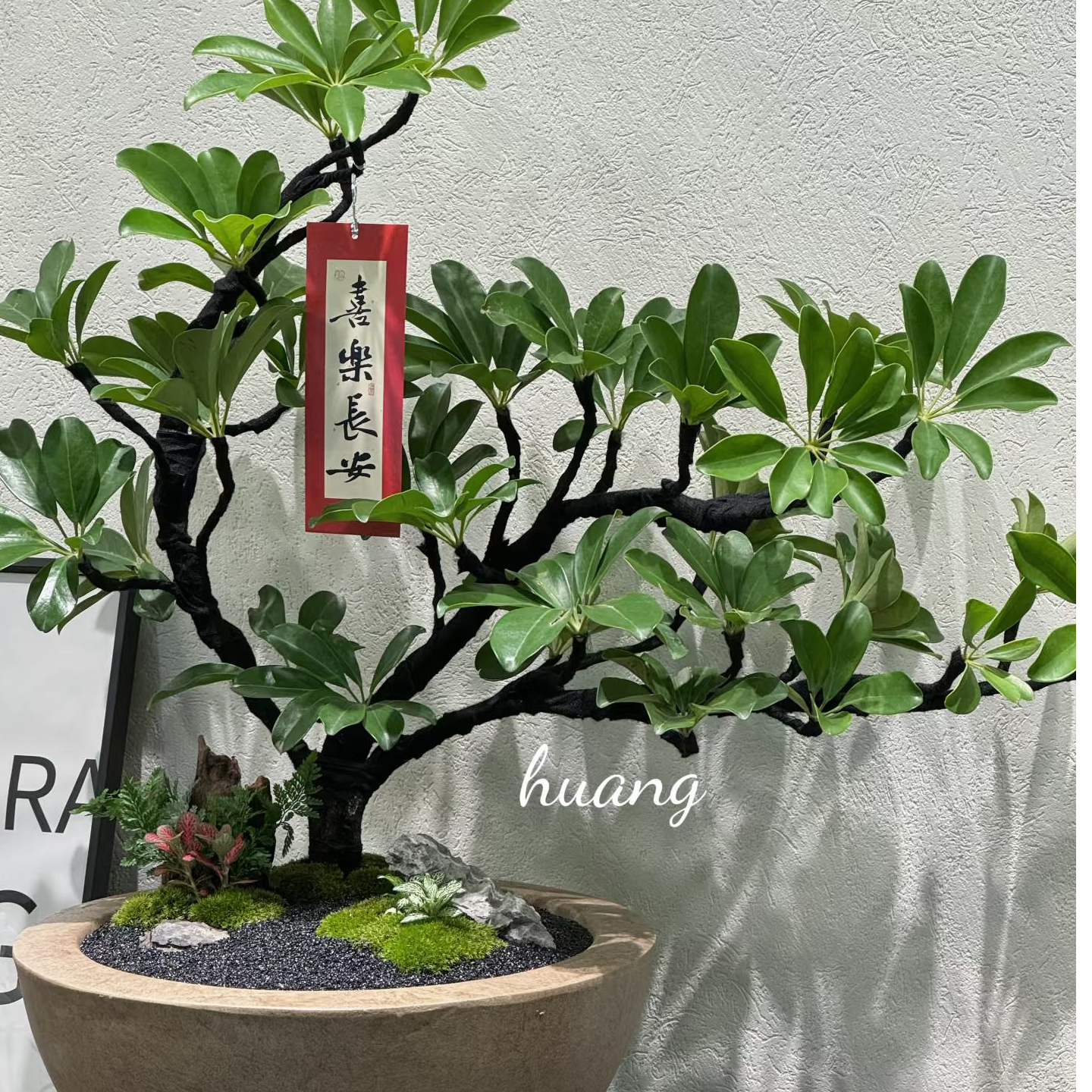 造型鸭脚木盆景