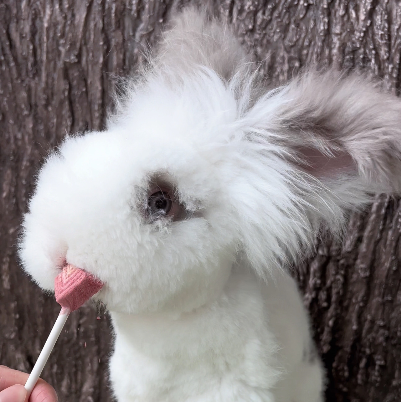 双喜家活体宠物兔双血统德系安哥拉兔-直播间挑选一兔一拍