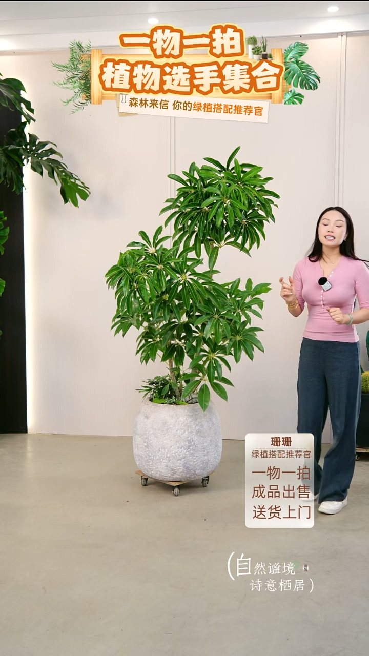 无花朵t****t日本进口保罗大叶伞连盆种好栽好一整套送货上门