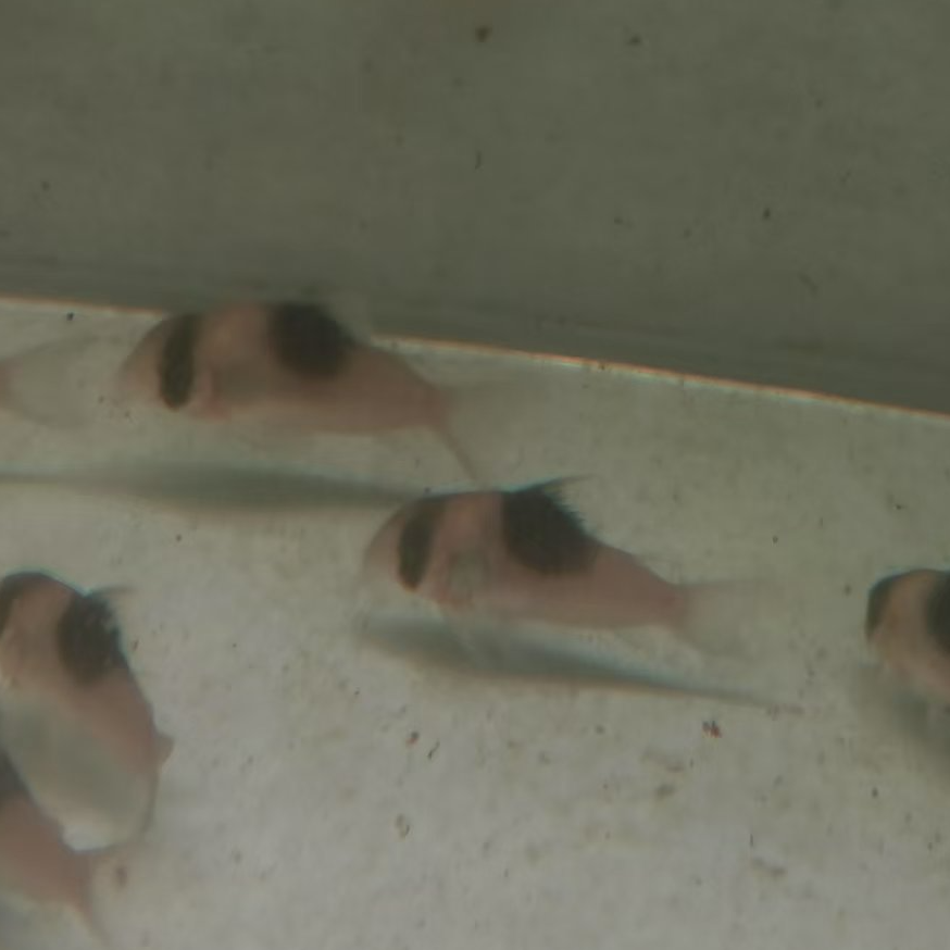 西西小鱼 超级双色鼠  小鱼观赏鱼小型饲养混养热带水族活体