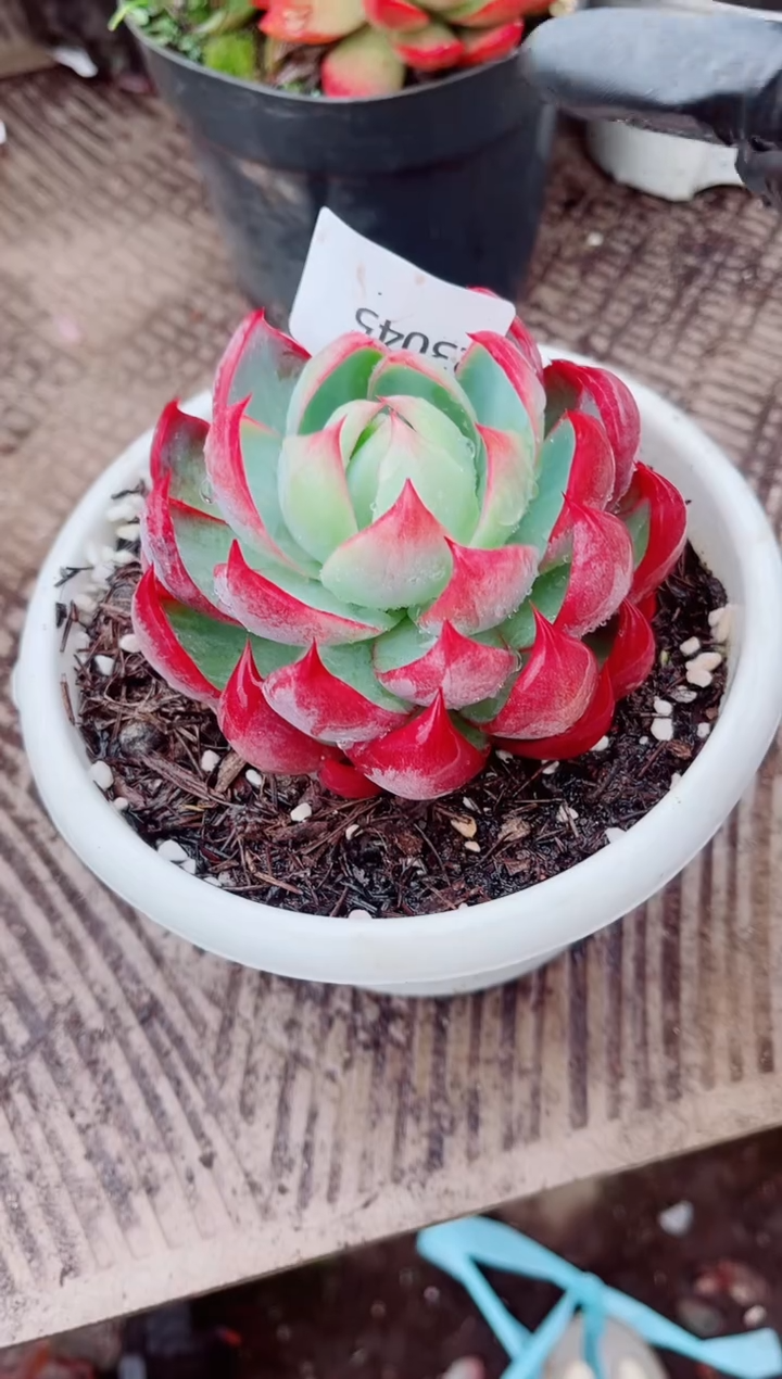 葛****砂跃跃精品多肉23045