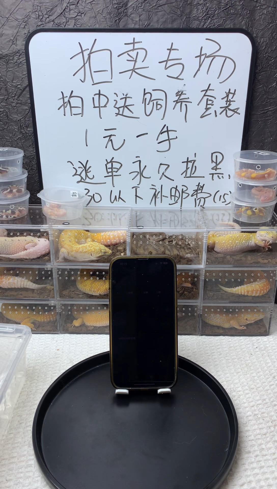 豹纹守宫阳光母豹纹守宫