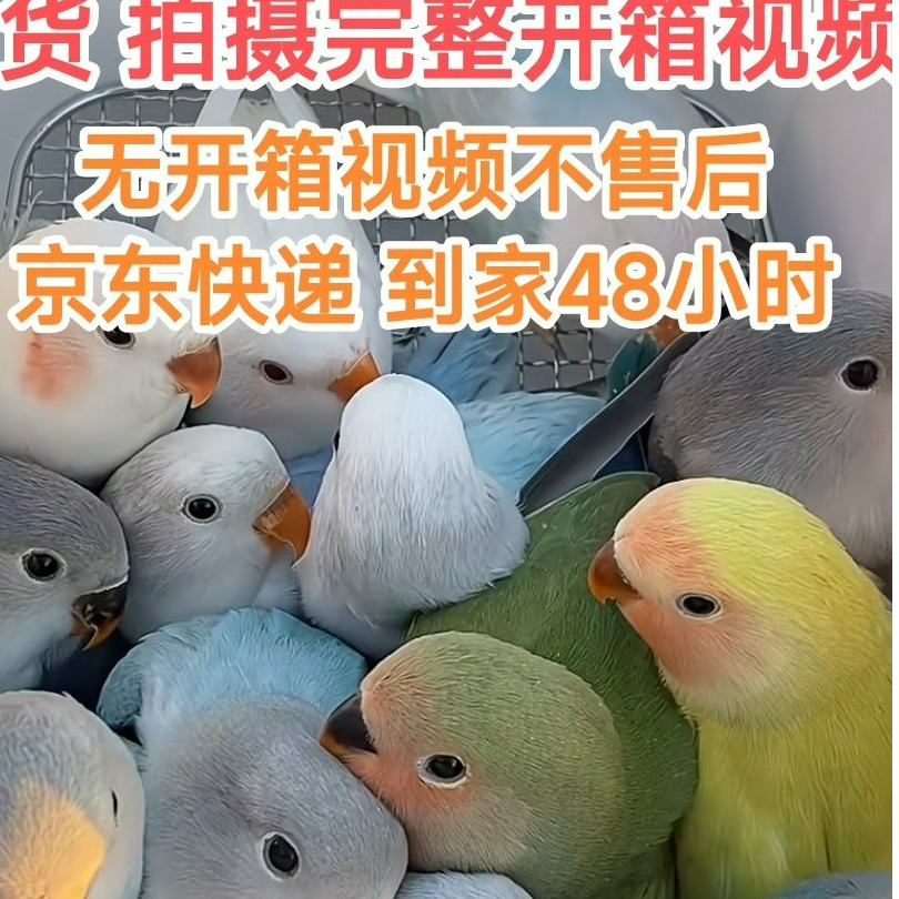 面类牡丹鹦鹉 半毛鹦鹉活体观赏鸟