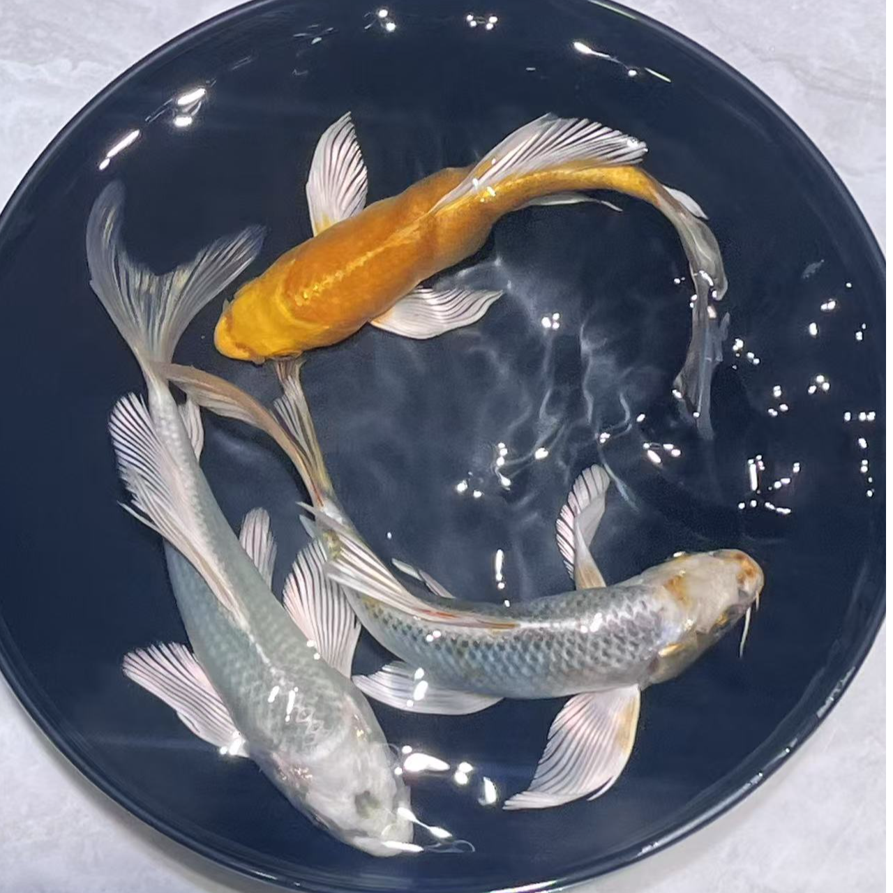 1-50号拍蝴蝶鲤、锦鲤、金鱼冷水淡水观赏鱼