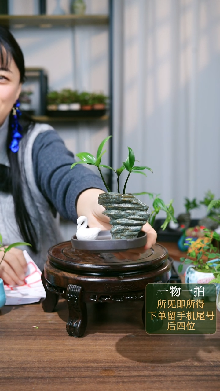 【闪购商品】91--水培竹柏