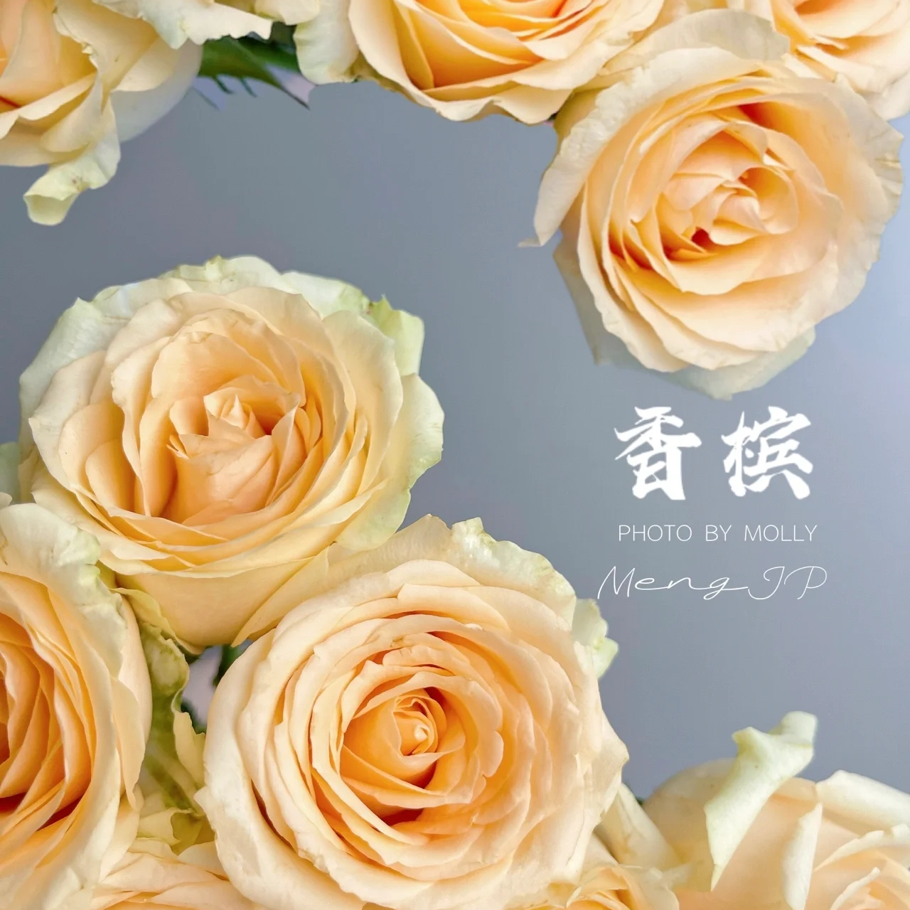 香槟，一单京东冷链包邮，两单升级顺丰冷链包邮【花信玺玫瑰】      