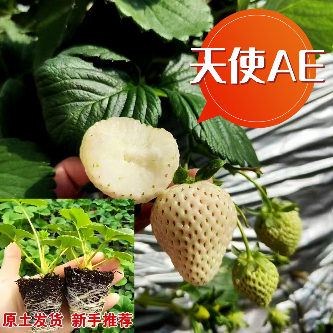 四季奶油水果草莓秧苗白草莓天使AE8号穴盘苗盆栽地栽原土穴盘苗