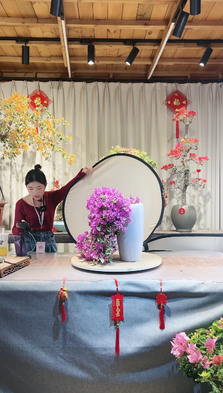 【闪购商品】盆景银边浅紫