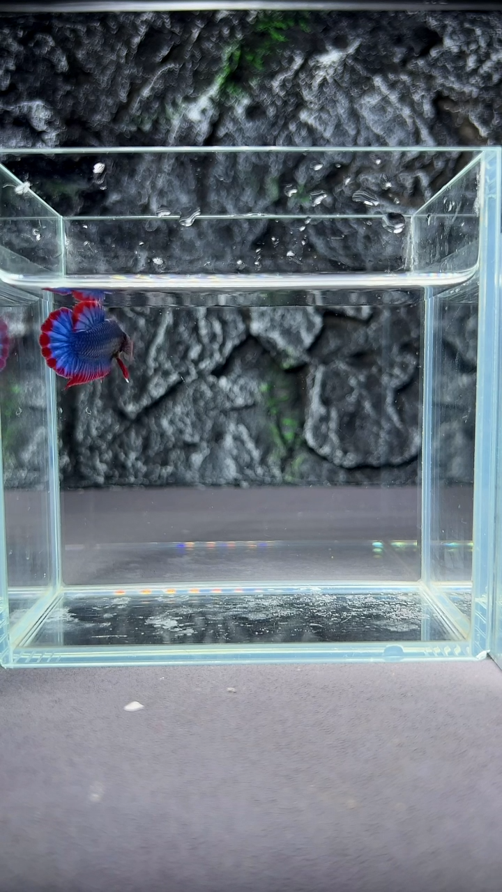 斗鱼竞拍链接A033