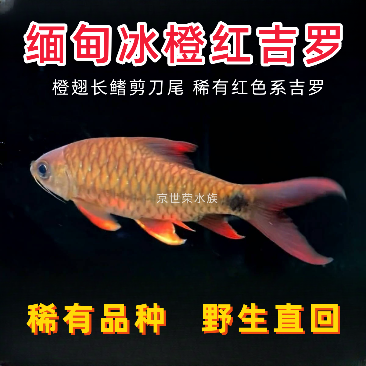 缅甸冰橙红吉罗鱼淡水观赏鱼活体橙翅膀玫瑰金鲃广温冷水原生鱼苗