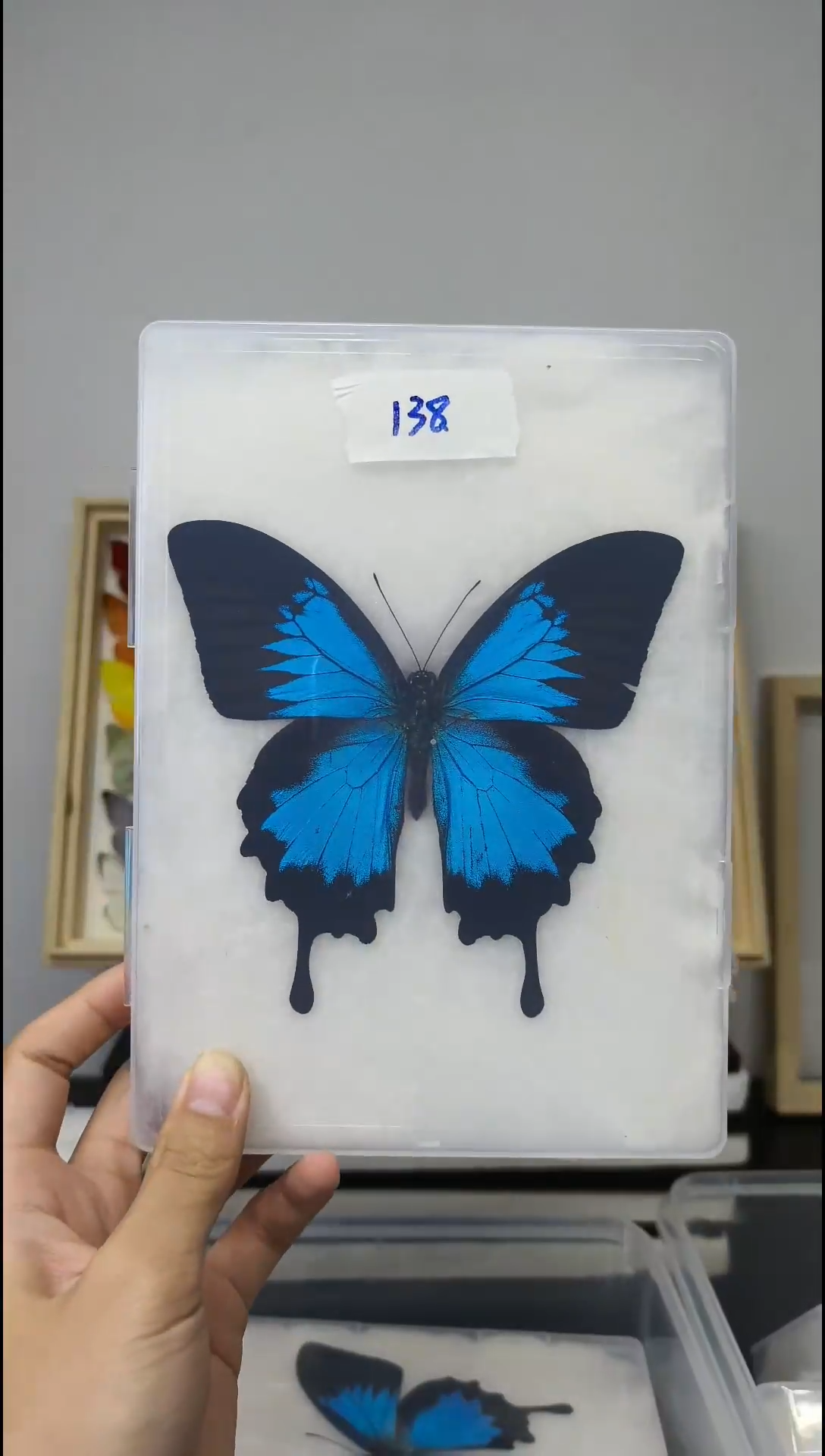 木展翅品一图一物138