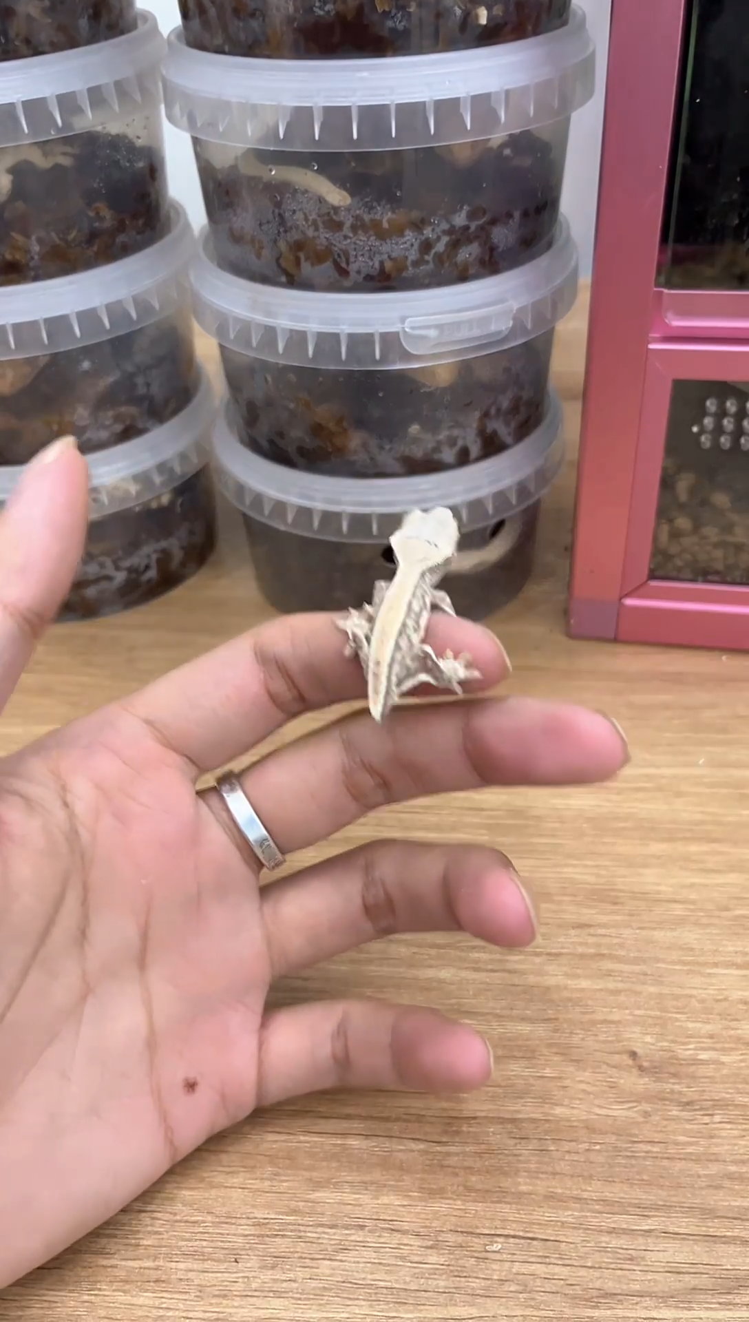 睫角守宫断尾莉莉