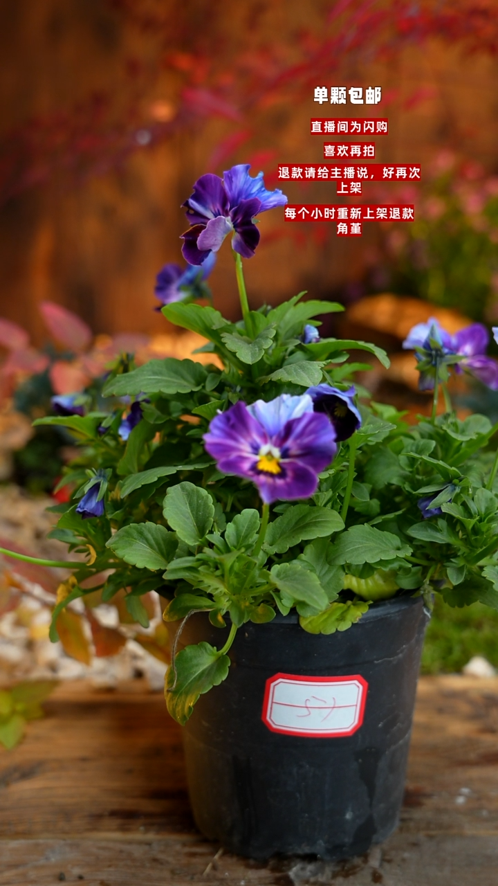 全部花朵梓*墨0000000016