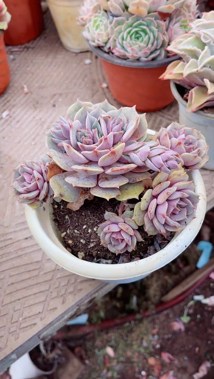 【闪购商品】04312