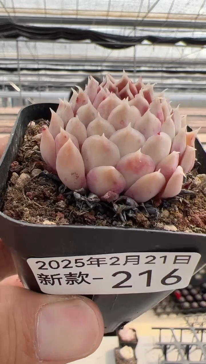 【闪购商品】新款多肉-216