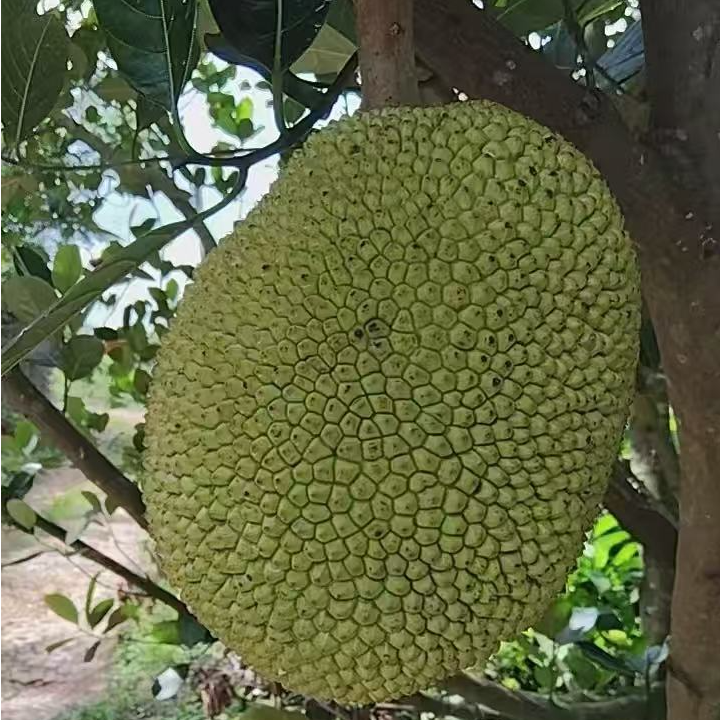 越南进口菠萝蜜树熟发货【去芯发货】黄色果肉A果发货黄肉菠萝蜜越南社会主义共和国
