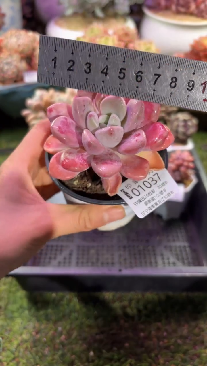 【闪购商品】01037