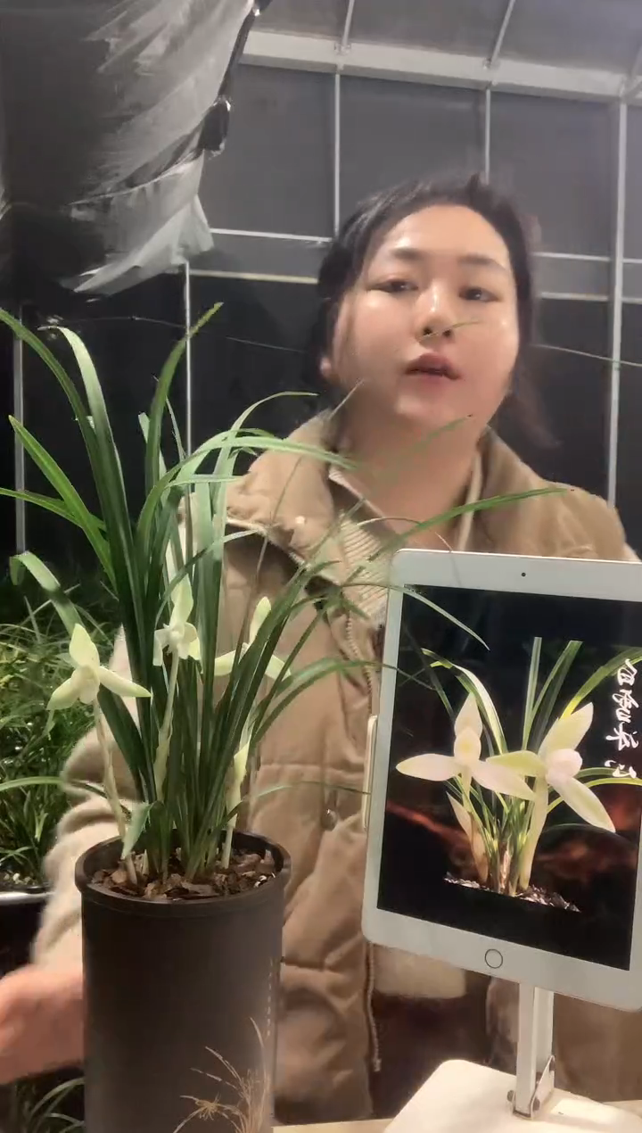 大部分开放少量花苞白雪冰心6苗带花种好发货