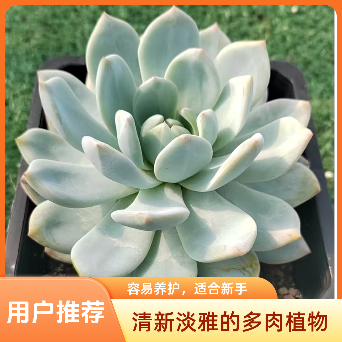 橙梦露多肉植物盆栽品种好养适合办公室阳台