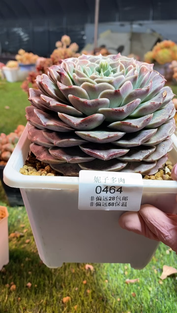 【闪购商品】0464a