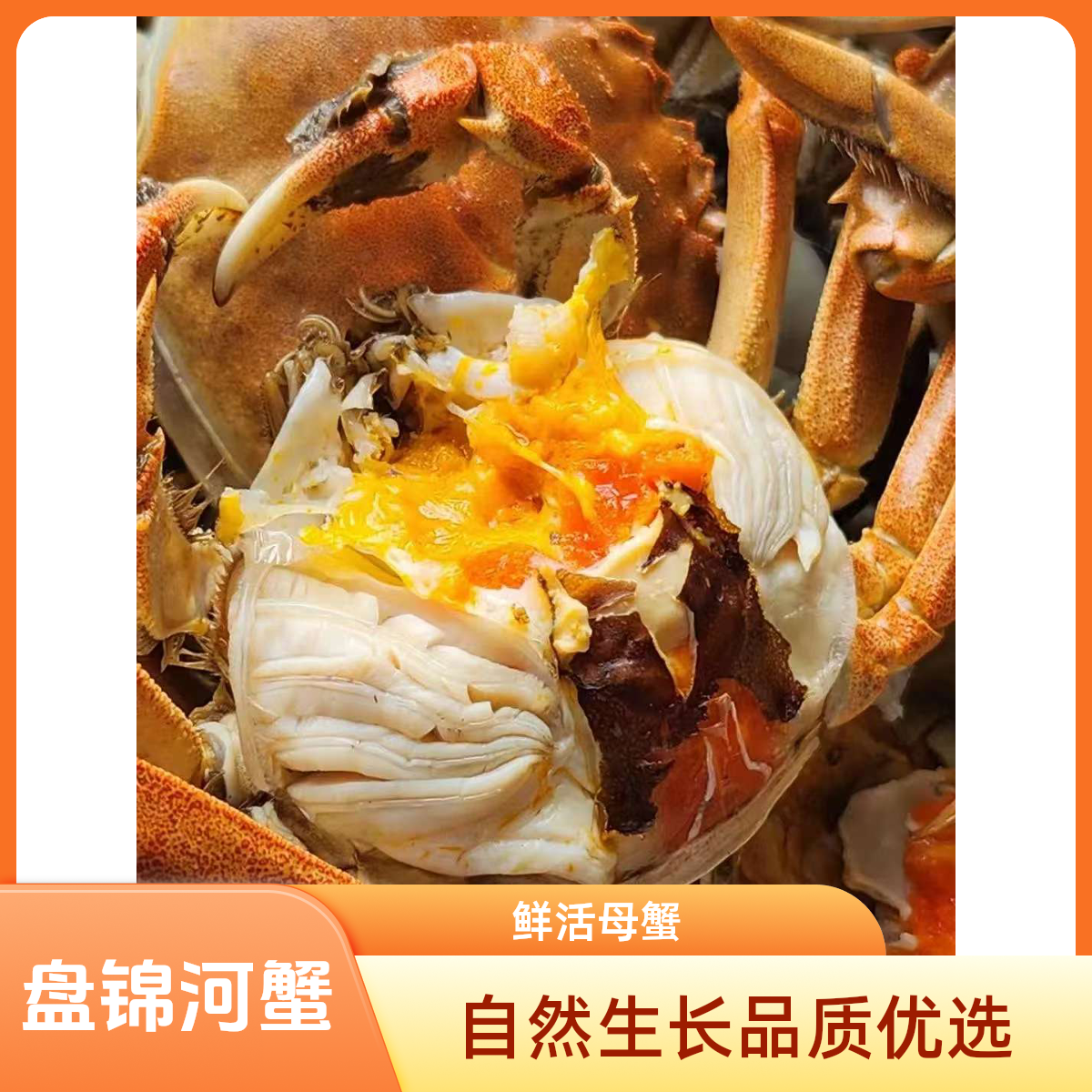 【精品活蟹】【大】盘锦河蟹海鲜1.4-1.7两母蟹三斤