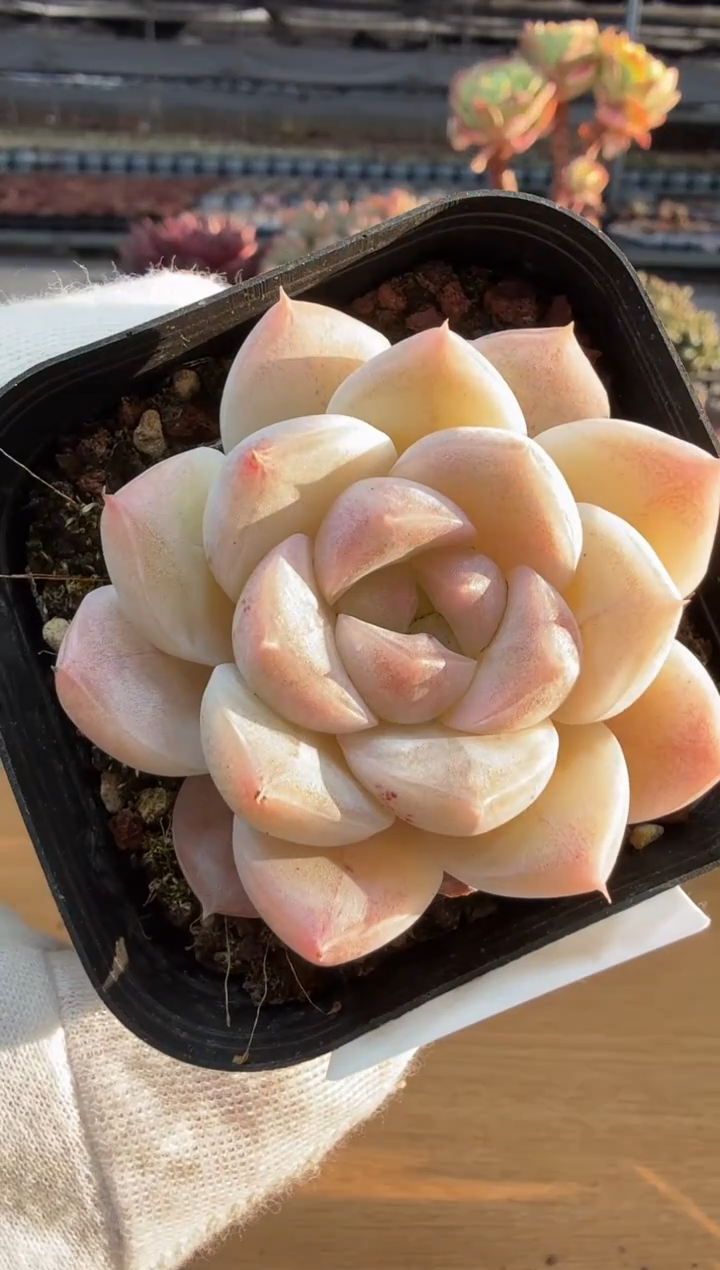 东云多肉园二店-268