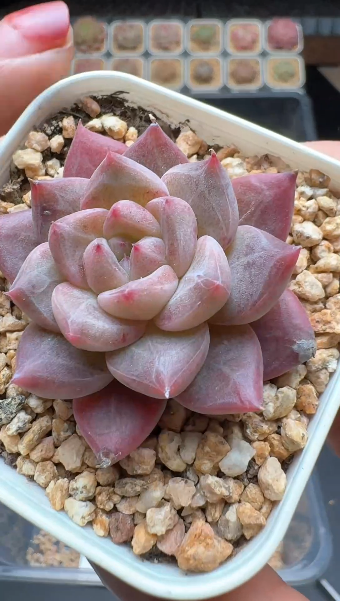 【闪购商品】274号 珍妮杂交多肉 花卉植物