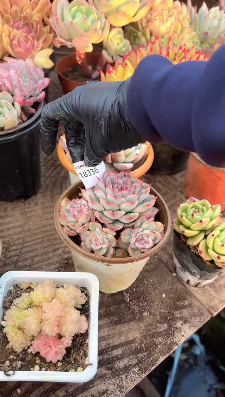 M*、多肉植物一物一拍18336