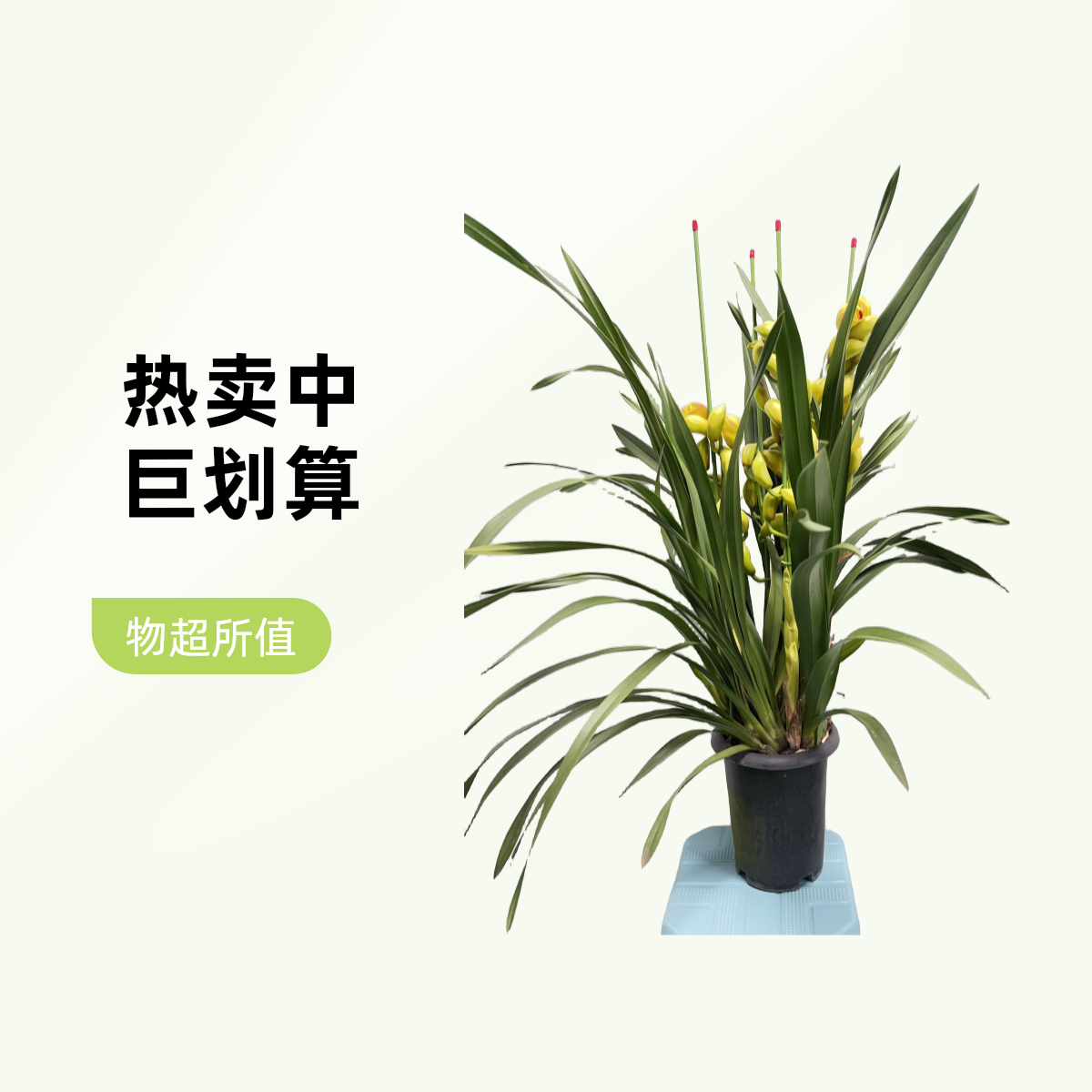 精美家居鲜活绿植大花蕙兰